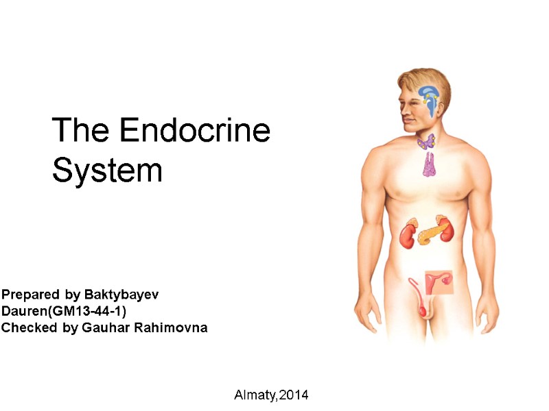 The Endocrine System Prepared by Baktybayev Dauren(GM13-44-1) Checked by Gauhar Rahimovna Almaty,2014